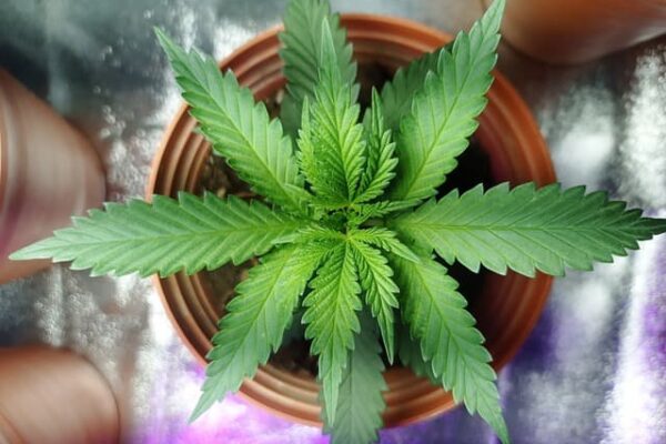 marijuana - pot