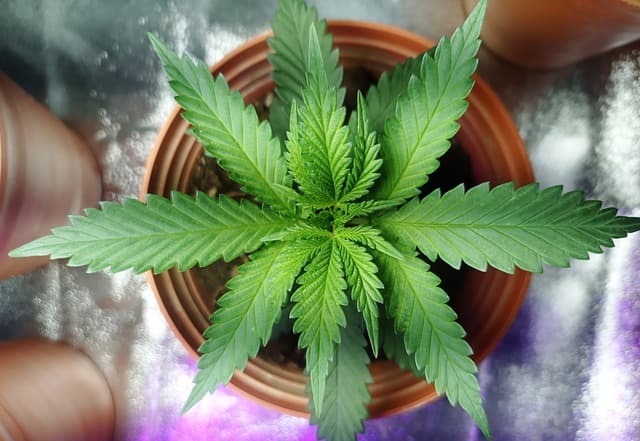 marijuana - pot
